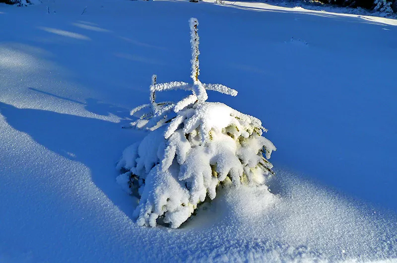 Schwarzwaldwinter-Tanne