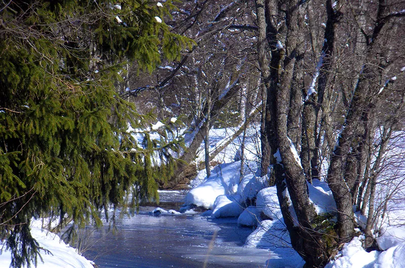 Bächlein im Winterwald