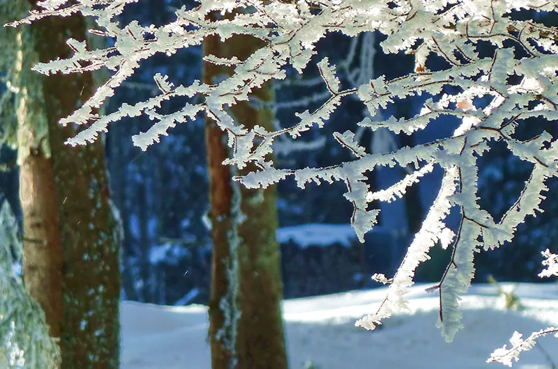 Winter in Blasiwald, Winterzweige