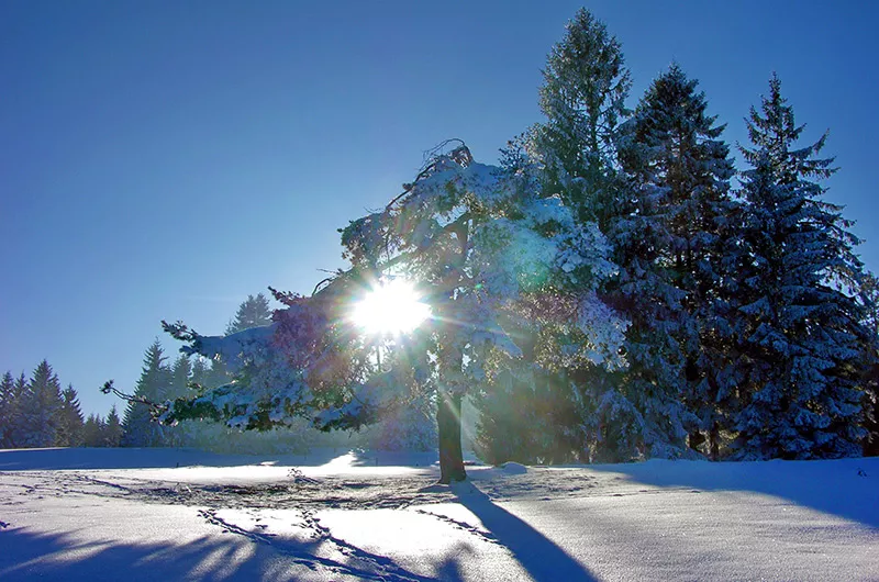 Winter in Blasiwald