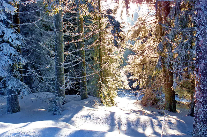 Winterwald in Höchenschwand