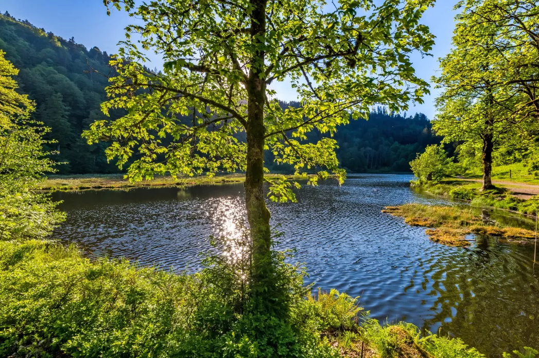 „Nonnenmattweiher“  Idyllische Plätze genießen