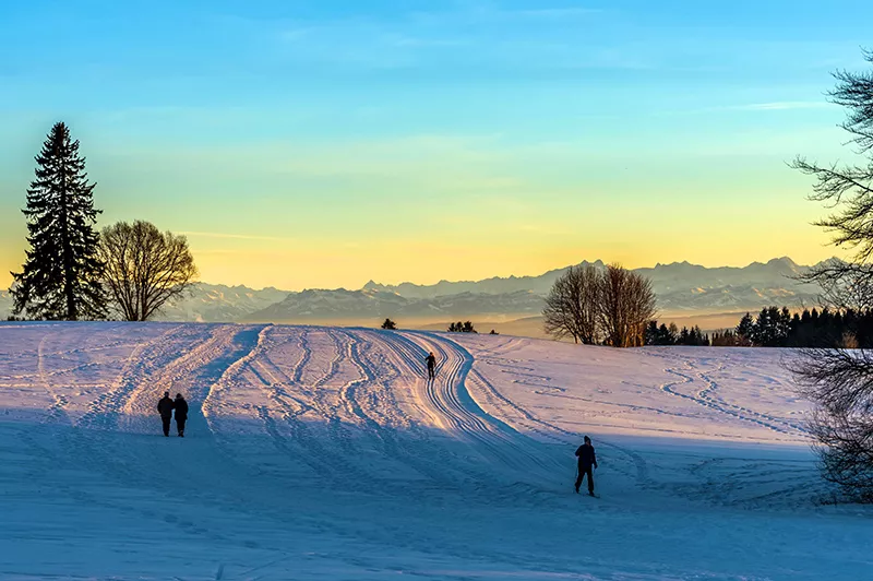 Loipen im Abendlicht