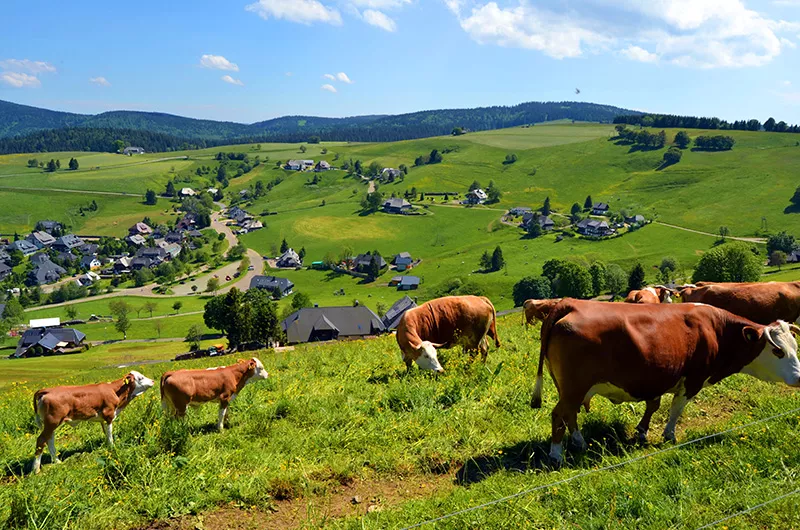 Blick vom Schauinsland