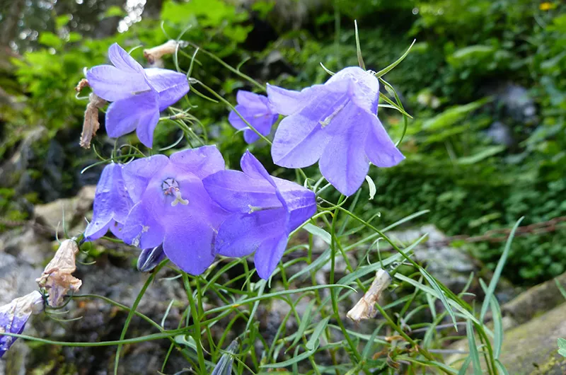 Feldbergblumen