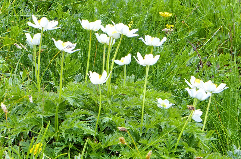 Feldbergblumen unter Naturschutz