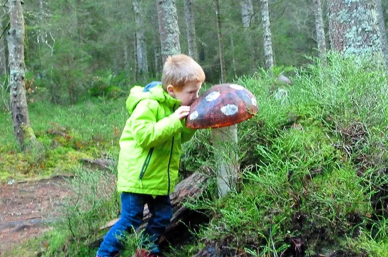 Große Pilze Zauberwald Bernau