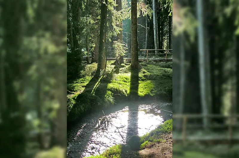 geheimnisvoller Zauberwald Zauberwald Bernau