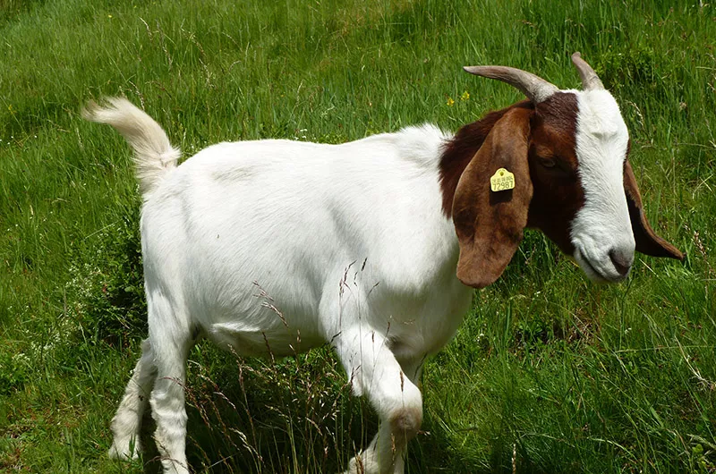 Tiere zum streicheln Schlühüwanapark Grafenhausen