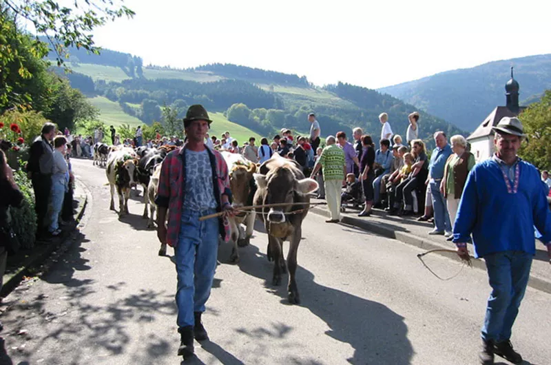 Vieabtrieb Alemannische Woche