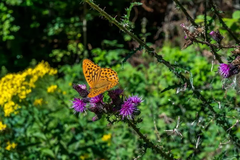 Belchensteig Natur