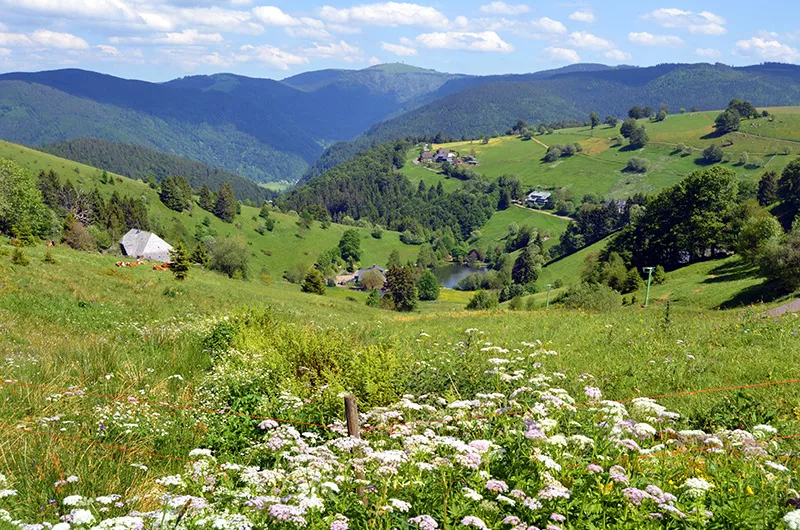 Feldbergblick