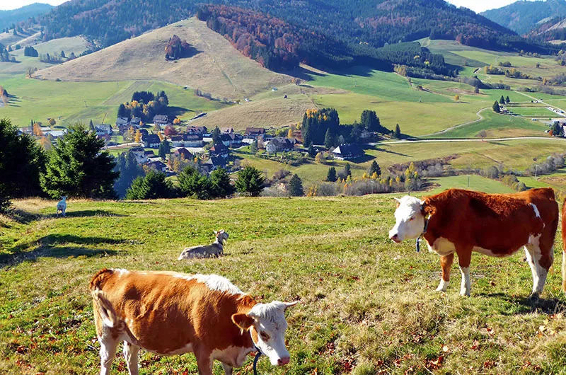 Bernauertal mit Hinterwälder