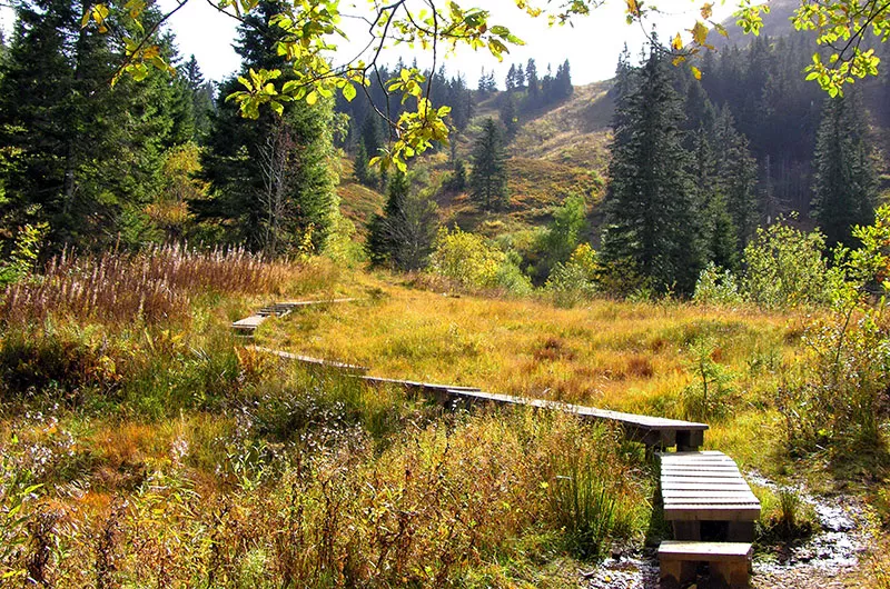 Hochmoor Feldbergsteig