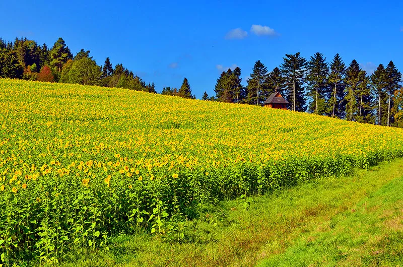 Schwarzwald-Panoramaradweg bei Bonndorf